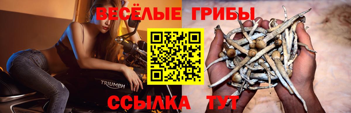 Прохладный  Галлюциногенные грибы MAGIC MUSHROOMS  Вход с VPN  Псилоцибиновые грибы прущие грибы 